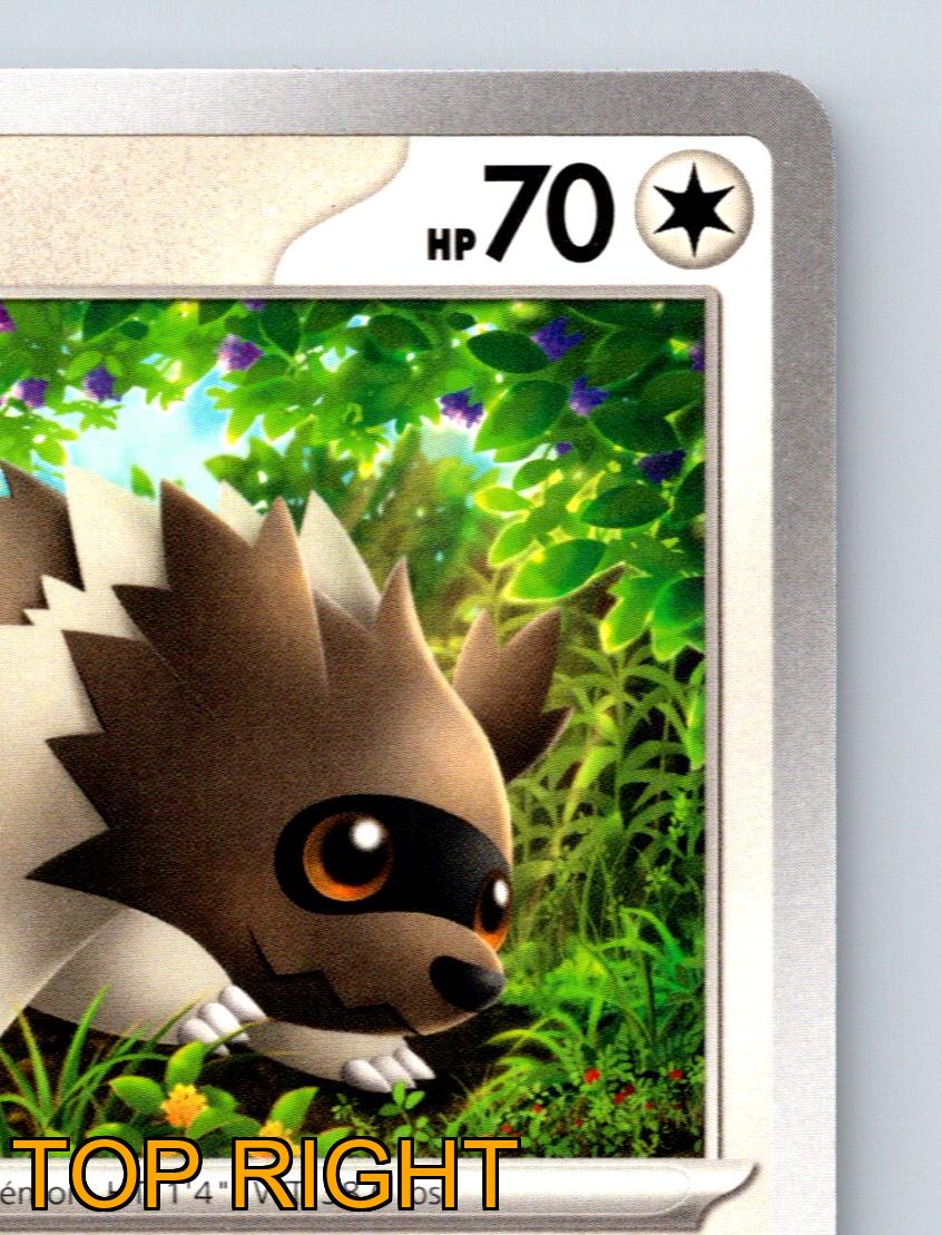 Basic Zigzagoon HP 70 Headbutt Bounce Claw Slash Rarity